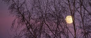 Preview wallpaper moon, trees, night, dusk, nature