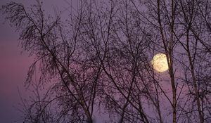 Preview wallpaper moon, trees, night, dusk, nature