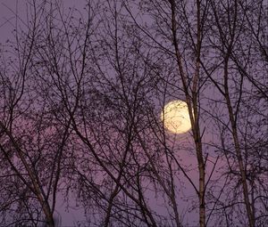 Preview wallpaper moon, trees, night, dusk, nature