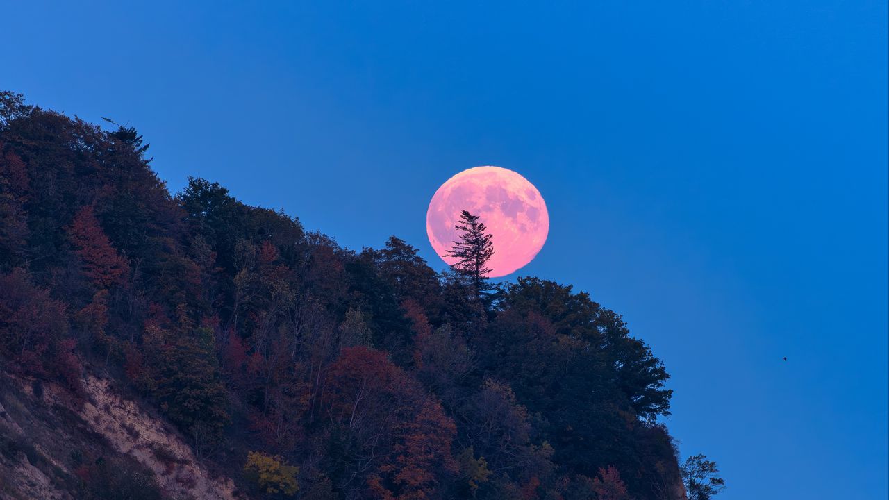 Wallpaper moon, trees, sea, landscape, nature