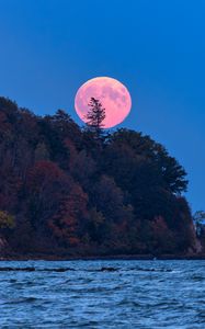 Preview wallpaper moon, trees, sea, landscape, nature