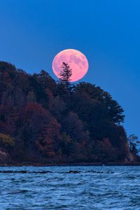 Preview wallpaper moon, trees, sea, landscape, nature
