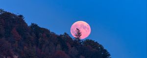 Preview wallpaper moon, trees, sea, landscape, nature