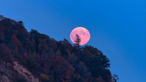 Preview wallpaper moon, trees, sea, landscape, nature