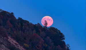 Preview wallpaper moon, trees, sea, landscape, nature