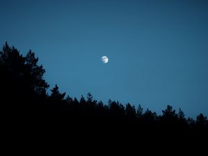 Preview wallpaper moon, trees, silhouettes, outlines, night, dark