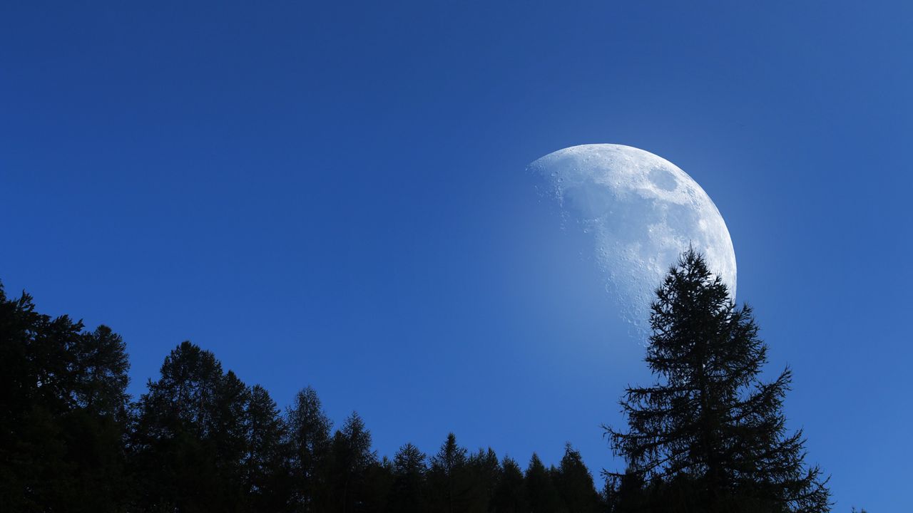 Wallpaper moon, trees, sky, nature