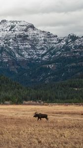 Preview wallpaper moose, animal, mountains, trees, wildlife