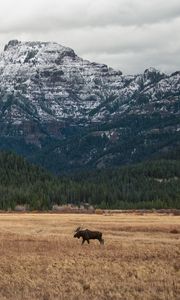 Preview wallpaper moose, animal, mountains, trees, wildlife