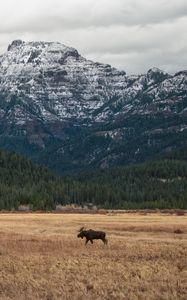 Preview wallpaper moose, animal, mountains, trees, wildlife