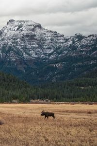 Preview wallpaper moose, animal, mountains, trees, wildlife