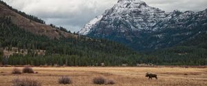 Preview wallpaper moose, animal, mountains, trees, wildlife