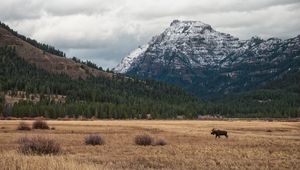 Preview wallpaper moose, animal, mountains, trees, wildlife