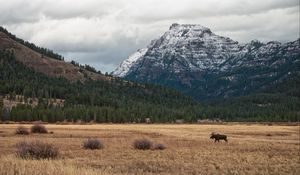 Preview wallpaper moose, animal, mountains, trees, wildlife