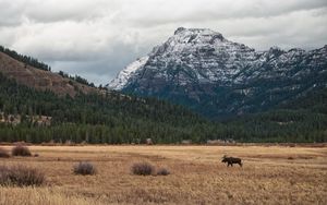 Preview wallpaper moose, animal, mountains, trees, wildlife