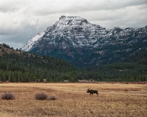 Preview wallpaper moose, animal, mountains, trees, wildlife