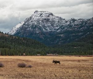 Preview wallpaper moose, animal, mountains, trees, wildlife