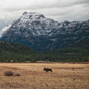 Preview wallpaper moose, animal, mountains, trees, wildlife