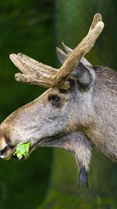 Preview wallpaper moose, nature, background, grass