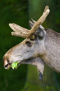 Preview wallpaper moose, nature, background, grass