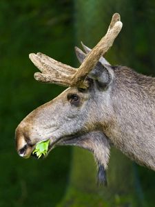 Preview wallpaper moose, nature, background, grass