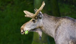 Preview wallpaper moose, nature, background, grass