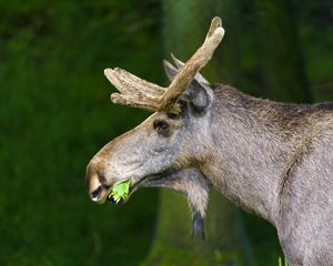 Preview wallpaper moose, nature, background, grass