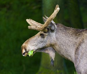 Preview wallpaper moose, nature, background, grass