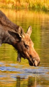 Preview wallpaper moose, nature, background