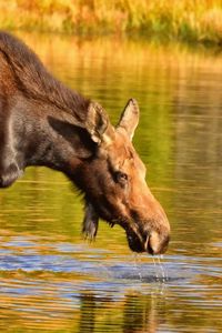 Preview wallpaper moose, nature, background