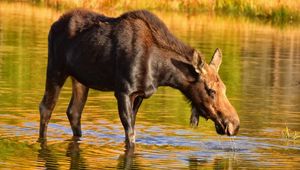 Preview wallpaper moose, nature, background