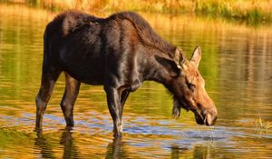 Preview wallpaper moose, nature, background