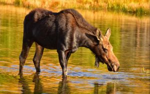 Preview wallpaper moose, nature, background