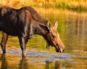 Preview wallpaper moose, nature, background