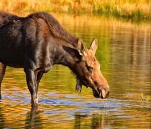 Preview wallpaper moose, nature, background