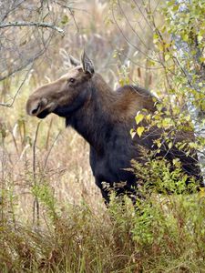 Preview wallpaper moose, trees, autumn