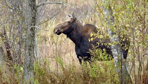 Preview wallpaper moose, trees, autumn