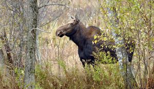 Preview wallpaper moose, trees, autumn