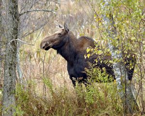 Preview wallpaper moose, trees, autumn