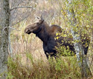 Preview wallpaper moose, trees, autumn