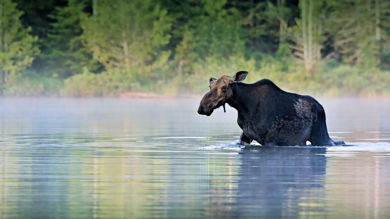 Wallpaper moose, water, river, walk