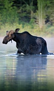 Preview wallpaper moose, water, river, walk