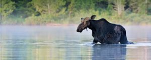 Preview wallpaper moose, water, river, walk