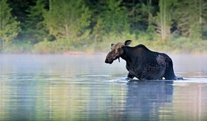 Preview wallpaper moose, water, river, walk