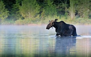 Preview wallpaper moose, water, river, walk