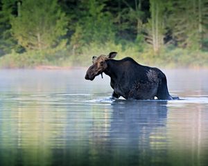 Preview wallpaper moose, water, river, walk