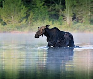 Preview wallpaper moose, water, river, walk