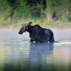 Preview wallpaper moose, water, river, walk