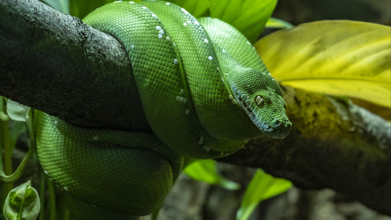 Wallpaper morelia, python, snake, green