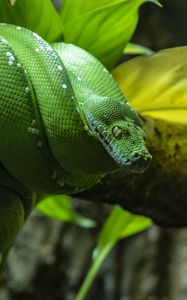 Preview wallpaper morelia, python, snake, green